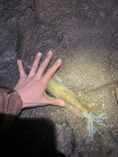 ヤリイカの釣果
