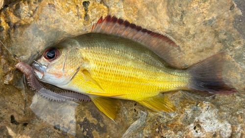 オキフエダイの釣果