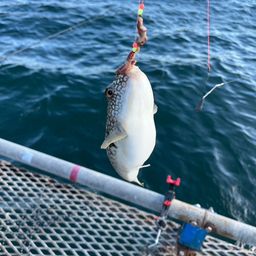 ショウサイフグ