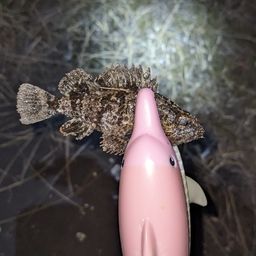 タケノコメバル