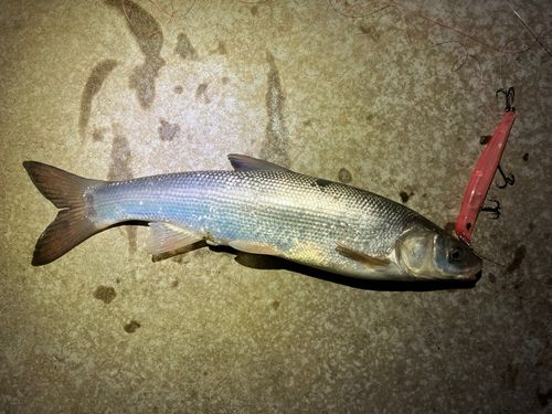 マルタウグイの釣果