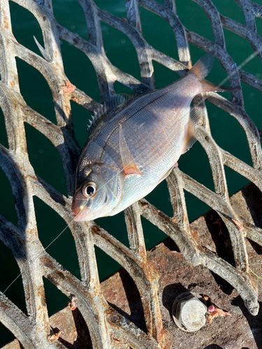 ウミタナゴの釣果