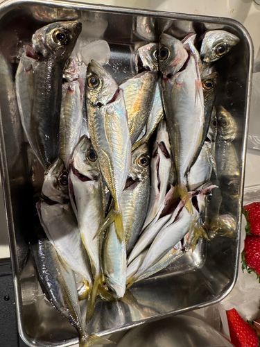 マアジの釣果