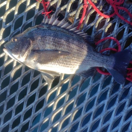 本牧海づり施設