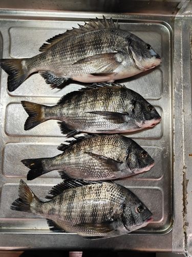 クロダイの釣果