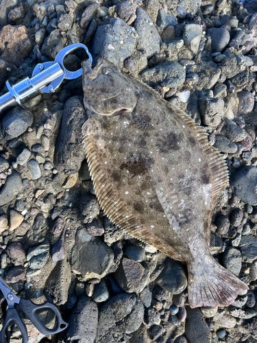 ヒラメの釣果