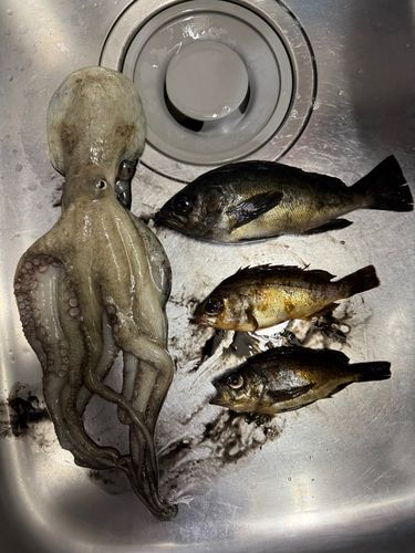 メバルの釣果