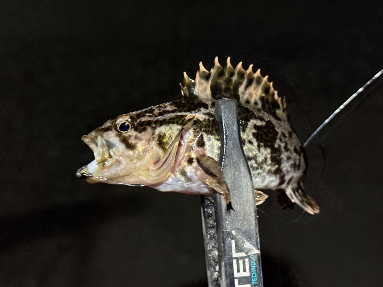 タケノコメバル