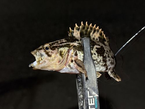 タケノコメバルの釣果