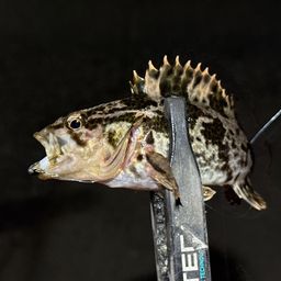 タケノコメバル