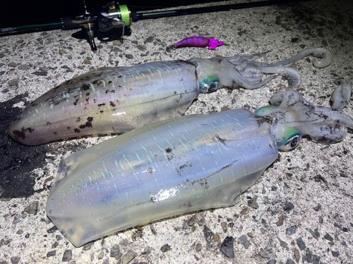 アオリイカの釣果