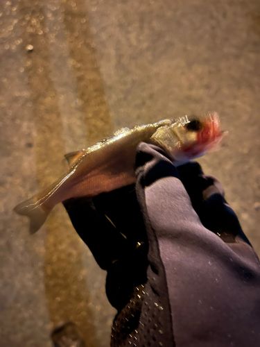 セイゴ（ヒラスズキ）の釣果