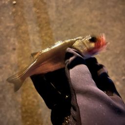 セイゴ（ヒラスズキ）