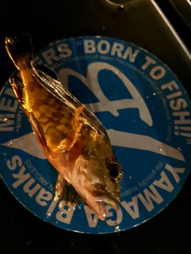 東京湾（アクアライン〜富津）