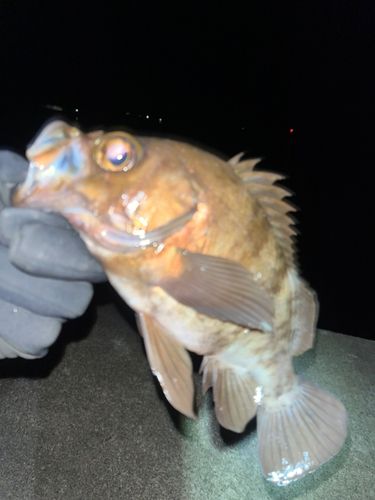 三陸海岸（岩手）