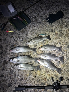 シーバスの釣果