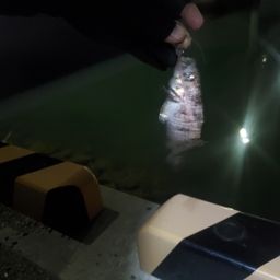 タケノコメバル