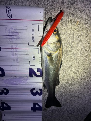 フッコ（マルスズキ）の釣果