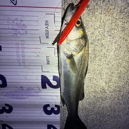 フッコ（マルスズキ）