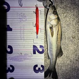 フッコ（マルスズキ）