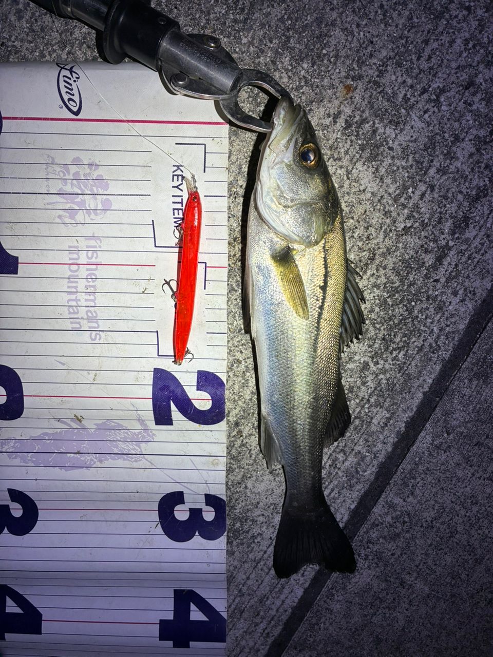 フッコ（マルスズキ）