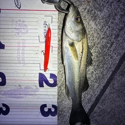 フッコ（マルスズキ）