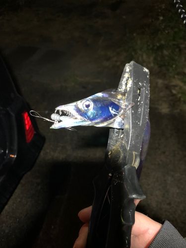 タチウオの釣果