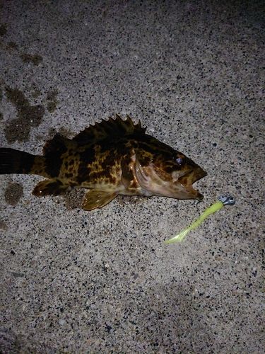 タケノコメバルの釣果