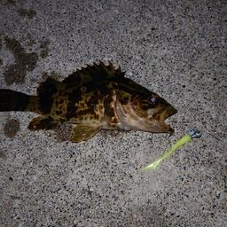 タケノコメバル