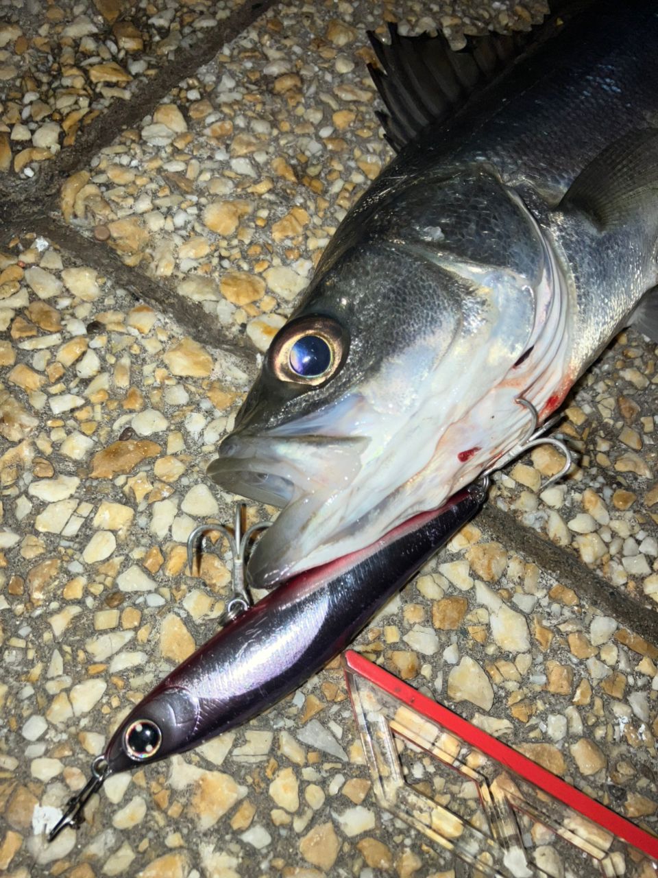 SHIMANO 18ディアルーナ S96MLの最安値・インプレ・釣果 | 本音の