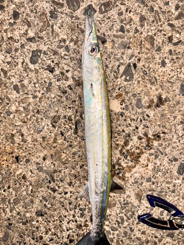 オオメカマスの釣果