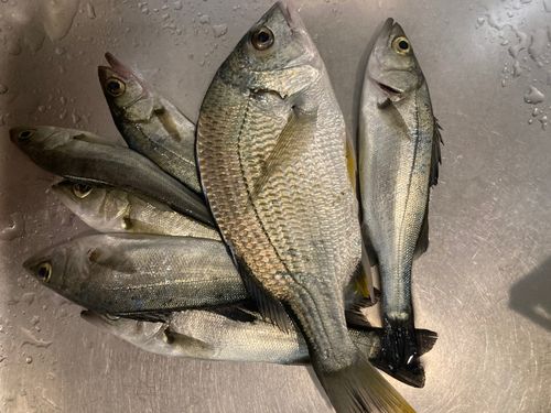 セイゴ（マルスズキ）の釣果