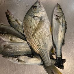 セイゴ（マルスズキ）