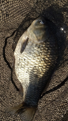 ヘラブナの釣果