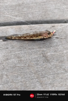 サビハゼの釣果