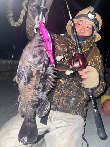 クロソイの釣果