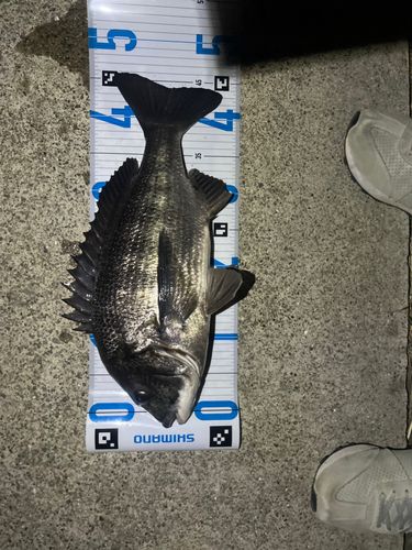 クロダイの釣果