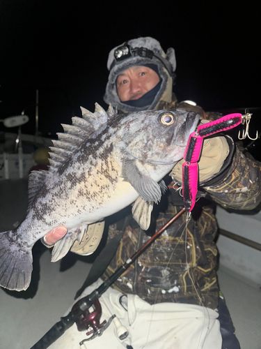 クロソイの釣果