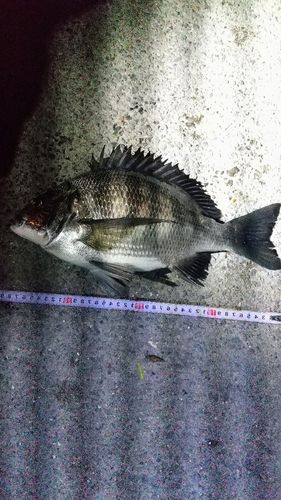 クロダイの釣果