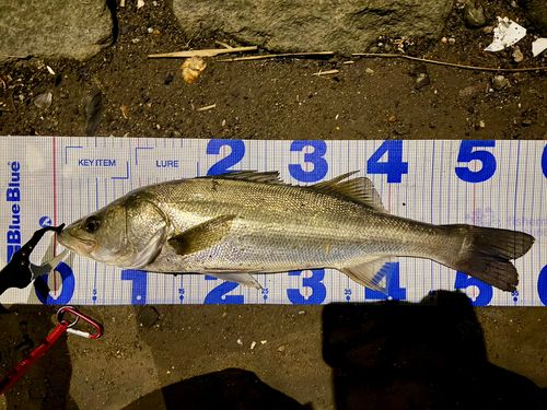 フッコ（マルスズキ）の釣果