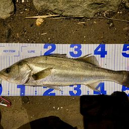 フッコ（マルスズキ）