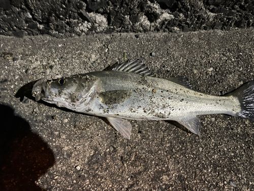 セイゴ（マルスズキ）の釣果