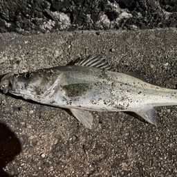 セイゴ（マルスズキ）