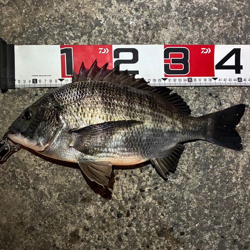 クロダイの釣果