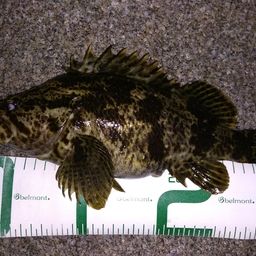 タケノコメバル