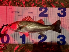 セイゴ（マルスズキ）の釣果