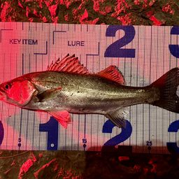 セイゴ（マルスズキ）