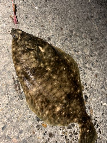 カレイの釣果