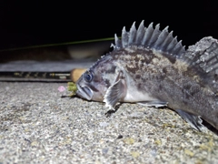 クロソイの釣果