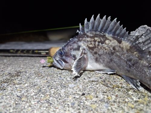 キラキラ公園（苫小牧西港）